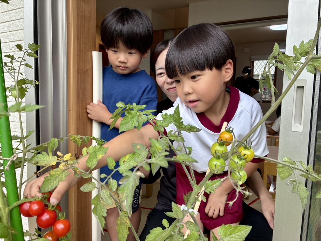 鹿児島市・日置市からこどもたちが通う児童発達支援事業所(療育支援事業所)アナベルキッズで、 園庭で育てた赤いトマトを選んで収穫するこどもたち