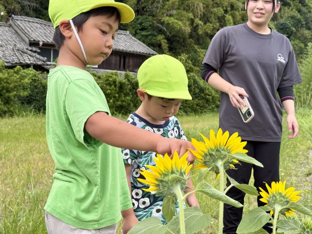 鹿児島市の児童発達支援アナベルキッズで、咲いたひまわりを観察するこども